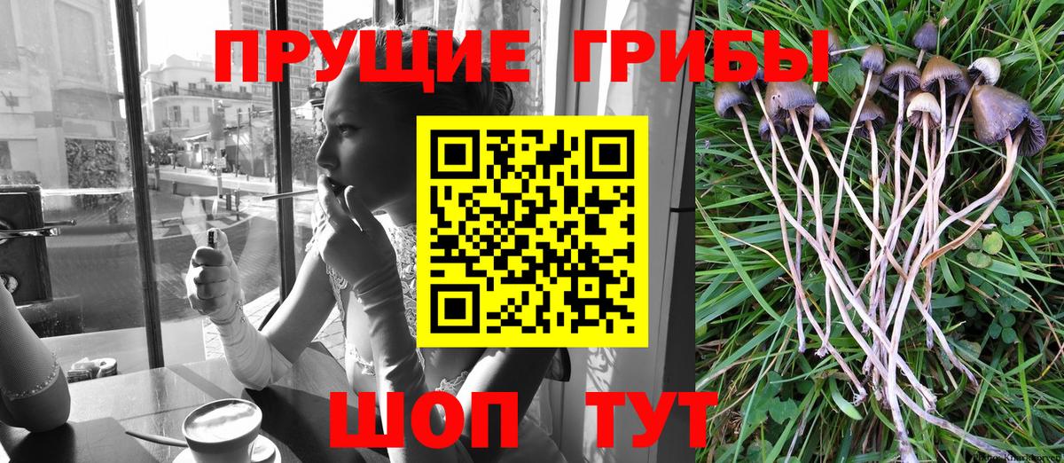 Нурлат  Галлюциногенные грибы Psilocybe  Вход с VPN 